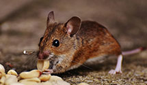 24 Hour & Emergency Exterminators in Rocky Mt, NC